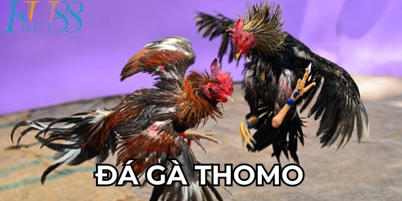 Đá gà thomo