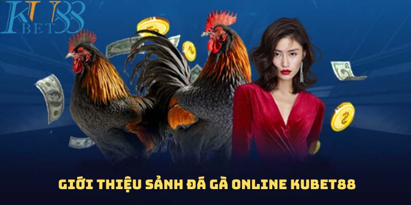 Sảnh cược Đá gà online thu hút được lượng lớn người tham gia