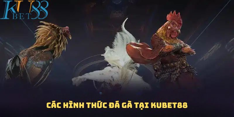 Các hình thức đá gà tại Kubet88