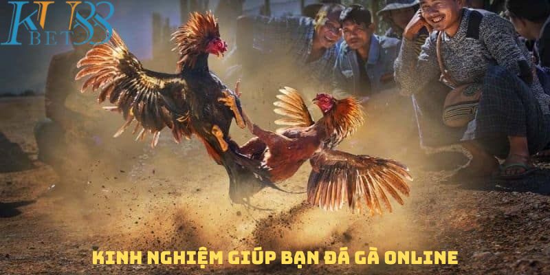 Những kinh nghiệm giúp bạn chinh phục đá gà nhanh chóng