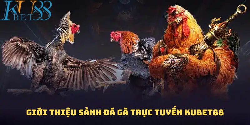 Giới thiệu sảnh đá gà trực tuyến Kubet88