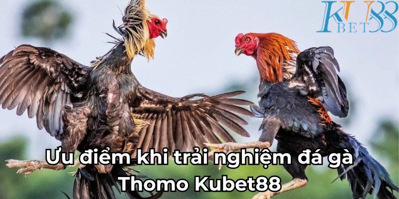 Ưu điểm khi trải nghiệm đá gà Thomo Kubet88